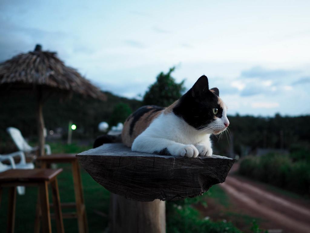 Cat Bungalow 란타섬 외부 사진