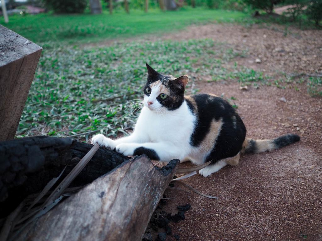Cat Bungalow 란타섬 외부 사진